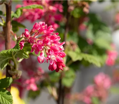 Ribes sanguineum 'Atrorubens' Ribes sanguineum 'Atrorubens'