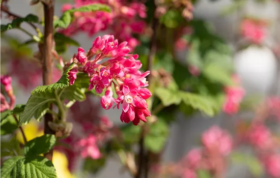Ribes sanguineum 'Atrorubens' 