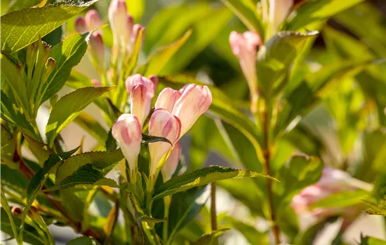 Weigela 'All Summer Peach'