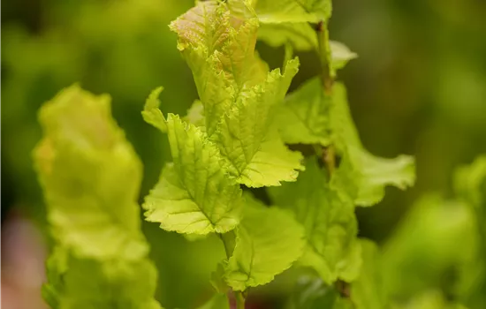 Ulmus x hollandica 'Wredei' 