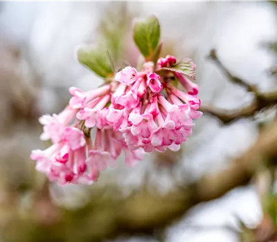 Viburnum bodnantense 'Dawn' Viburnum bodnantense 'Dawn'