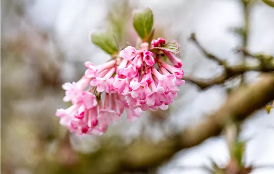 Viburnum bodnantense 'Dawn'  Viburnum bodnantense 'Dawn'