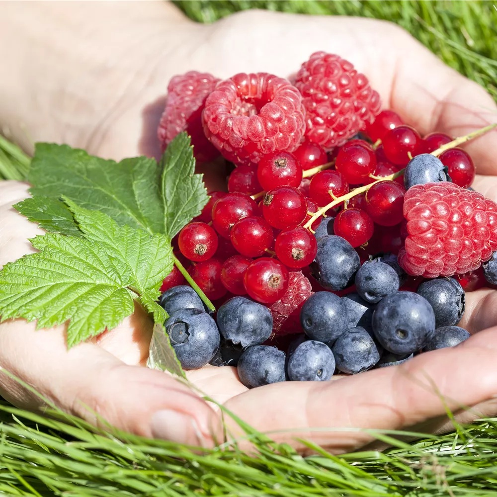 Beeren Beeren