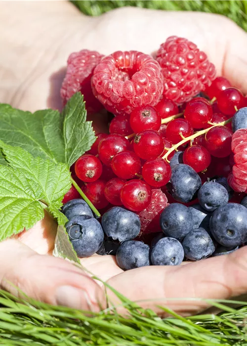 Beeren