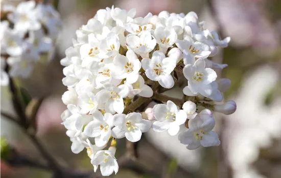 Viburnum carlesii 'Aurora' 