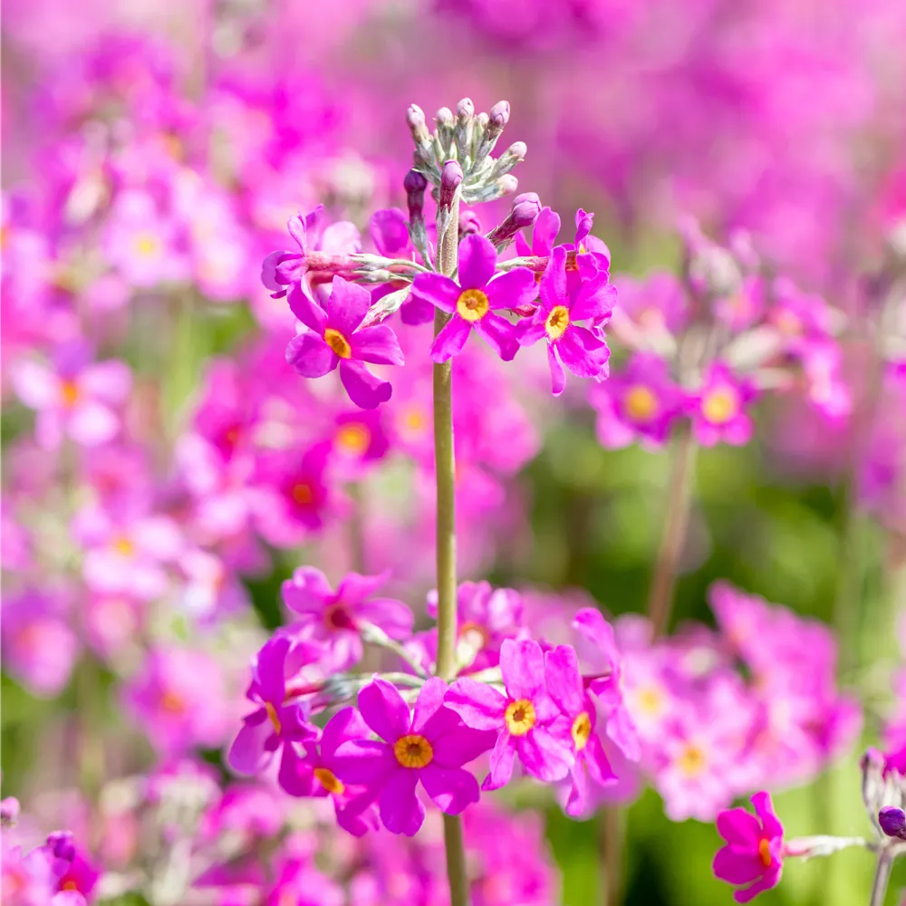 Saisonflor Saisonflor