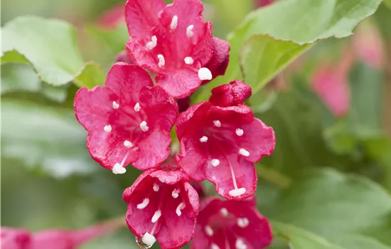 Weigela 'Red Prince' 