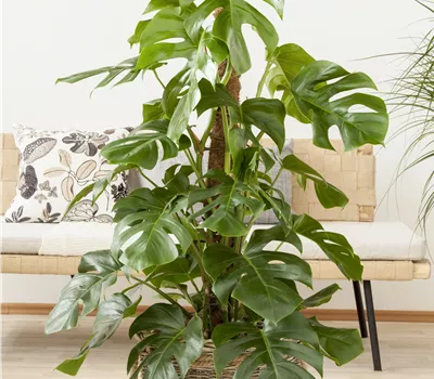 Monstera deliciosa Monstera deliciosa