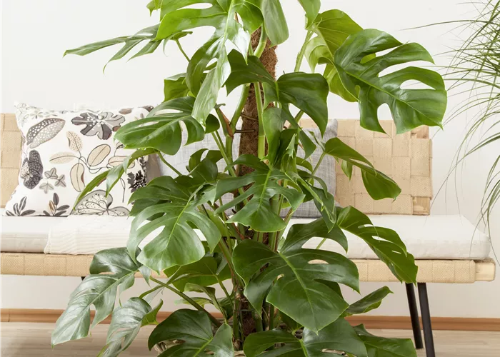 Plantes d'intérieur