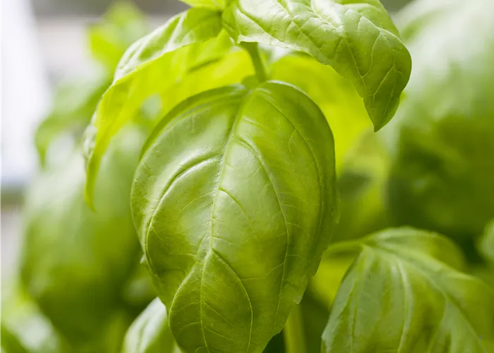 Légumes et herbes aromatiques