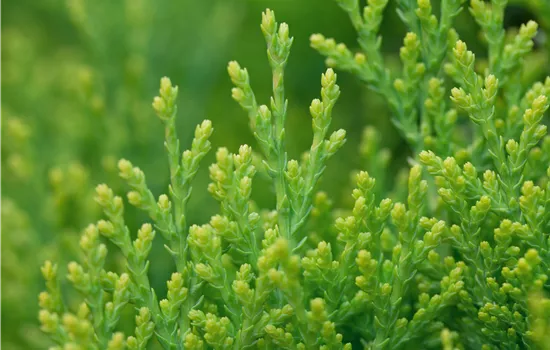 Platycladus orientalis 'Aurea Nana'