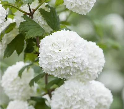 Viburnum opulus 'Roseum' Viburnum opulus 'Roseum'