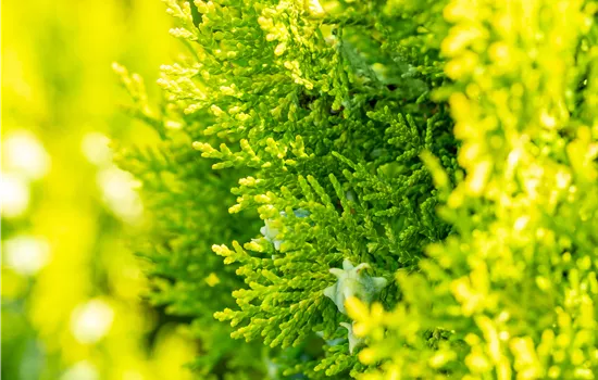 Platycladus orientalis 'Pyramidalis Aurea'