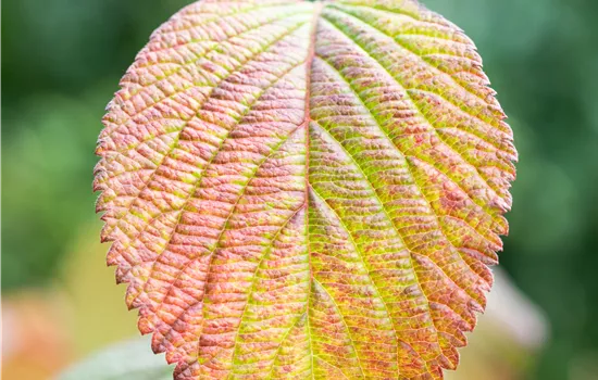 Viburnum plicatum 'Grandiflorum'