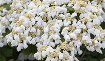 -2m/Blüte weiss/blanc/5-6/Schneebal