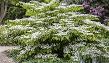 -2m/Blüte weiss/blanc/5-6/Schneebal