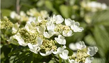 -2m/Blüte weiss/blanc/5-6/Schneebal