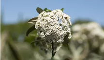 -2m/Blüte weiss/blanc/5-6/immergrün