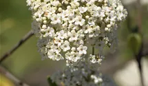-2m/Blüte weiss/blanc/5-6/immergrün