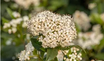-2m/Blüte weiss/blanc/5-6/immergrün