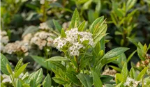 -2m/Blüte weiss/blanc/5-6/immergrün