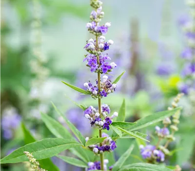 Vitex agnus-castus Vitex agnus-castus