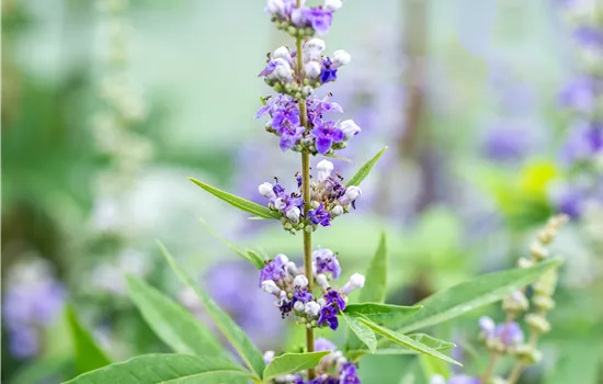 Vitex agnus-castus  Vitex agnus-castus
