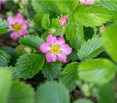 Fragaria vesca 'Alexandria' Fragaria vesca 'Alexandria'