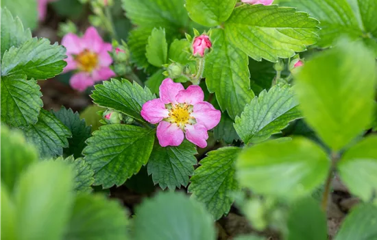 Fragaria vesca 'Alexandria'