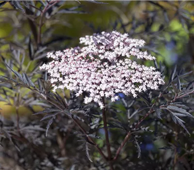 Sambucus nigra 'Black Lace' Sambucus nigra 'Black Lace'