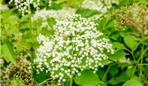 Schwarzer Holunder 'Haschberg'