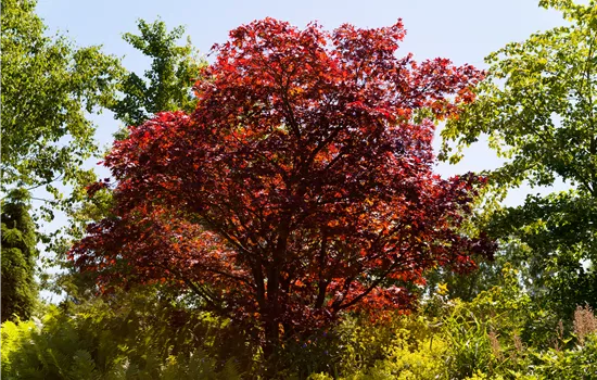 Acer palmatum 'Beni Maiko' 