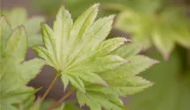 Érable du Japon 'Aureum'