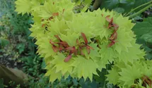 Érable du Japon 'Aureum'