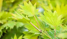 Érable du Japon 'Aureum'