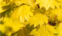 Érable du Japon 'Aureum'