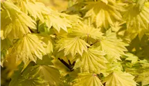 Érable du Japon 'Aureum'