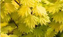 Érable du Japon 'Aureum'