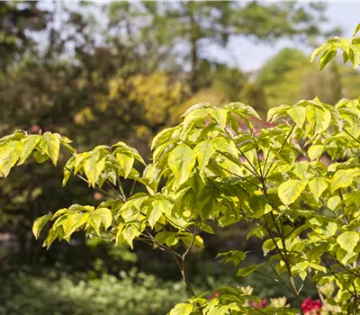 Cornus florida 'Rainbow' Cornus florida 'Rainbow'