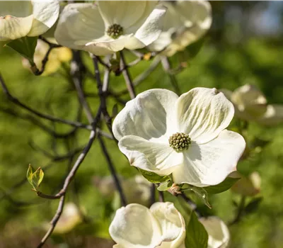 Cornus florida