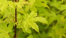 Laub gelb-grün/feuillage jaune-vert