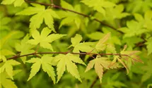 Laub gelb-grün/feuillage jaune-vert