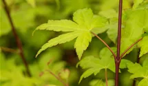 Laub gelb-grün/feuillage jaune-vert