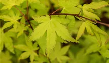 Laub gelb-grün/feuillage jaune-vert