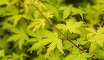 Laub gelb-grün/feuillage jaune-vert