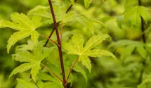 Laub gelb-grün/feuillage jaune-vert