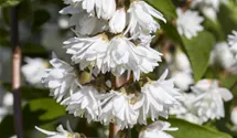 Deutzie rugeuse 'Plena'