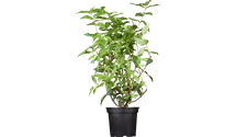 Deutzie rugeuse 'Plena'