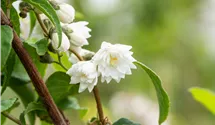 Deutzie rugeuse 'Plena'