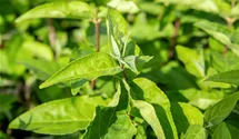 Deutzie rugeuse 'Plena'